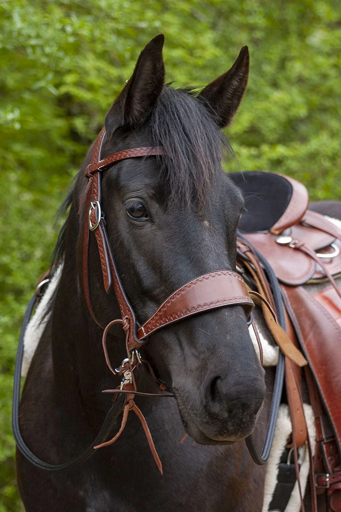 Sidepull Bronco s čelenkou do "V"