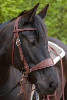 Sidepull Bronco s čelenkou do "V"